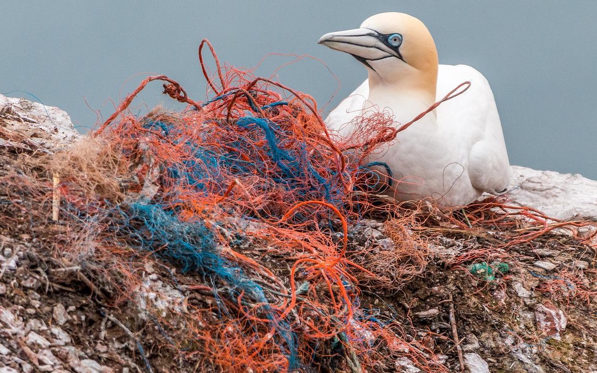 Impacta la humanidad tres cuartas partes de la Tierra y dos tercios de océanos