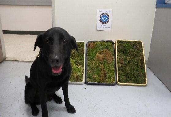 Interceptan cráneos de humanos y alfombras de baño de musgo vivo en el Aeropuerto Internacional de O’Hare