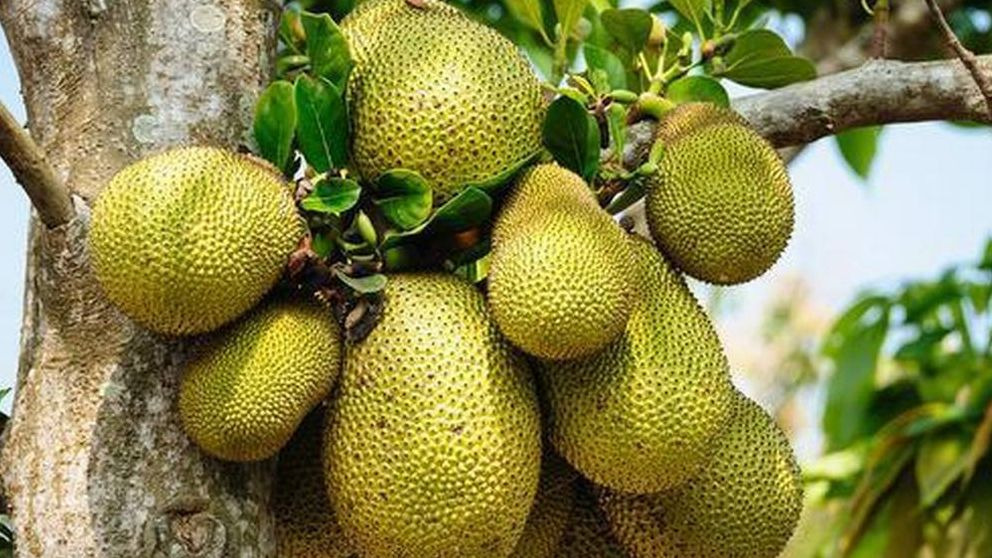 Jackfruit, la fruta gigante que sabe a cerdo
