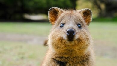 La Búsqueda de Google ahora te ayuda a pronunciar 'quokka'