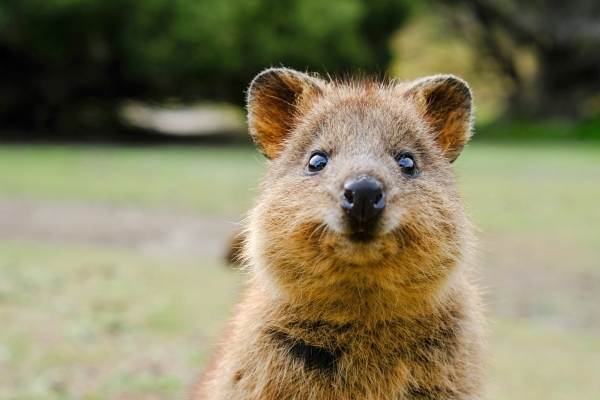 La Búsqueda de Google ahora te ayuda a pronunciar ‘quokka’
