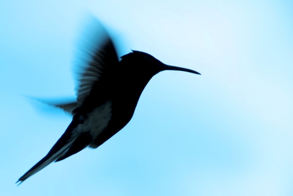 La startup bioterapéutica Hummingbird Bioscience eleva su financiación total de la Serie B a $ 25 millones