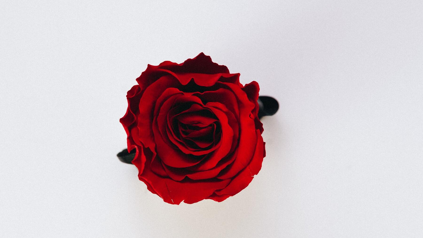 Las mejores frases para celebrar el día de Sant Jordi 2022