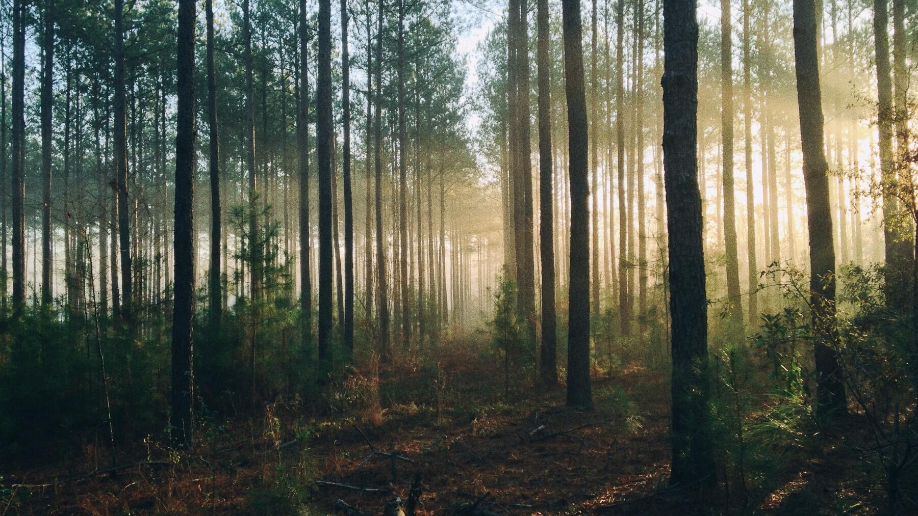 Los bosques con más encanto de Castilla y León para visitar el fin de semana