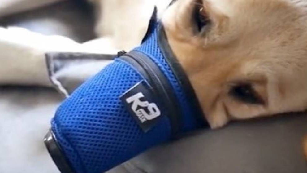 Mascarillas para mascotas por el coronavirus: ¿son necesarias?