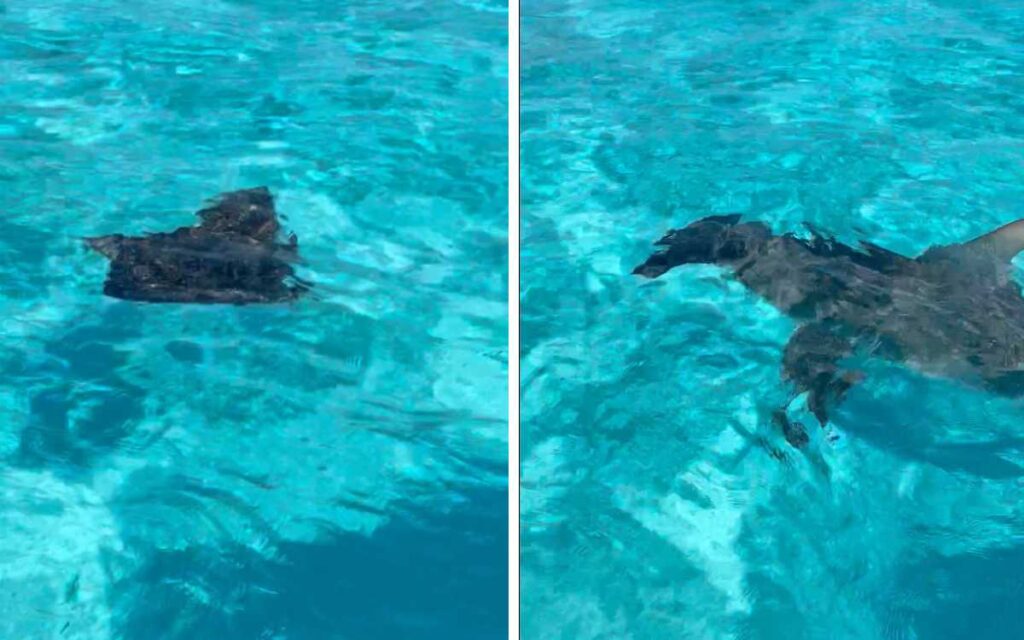 No te puedes perder este video: tiburón martillo caza a raya en 'El Cielo' de Cozumel