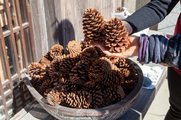 Pinecone anuncia $ 28M Serie A para una base de datos especialmente diseñada para científicos de datos