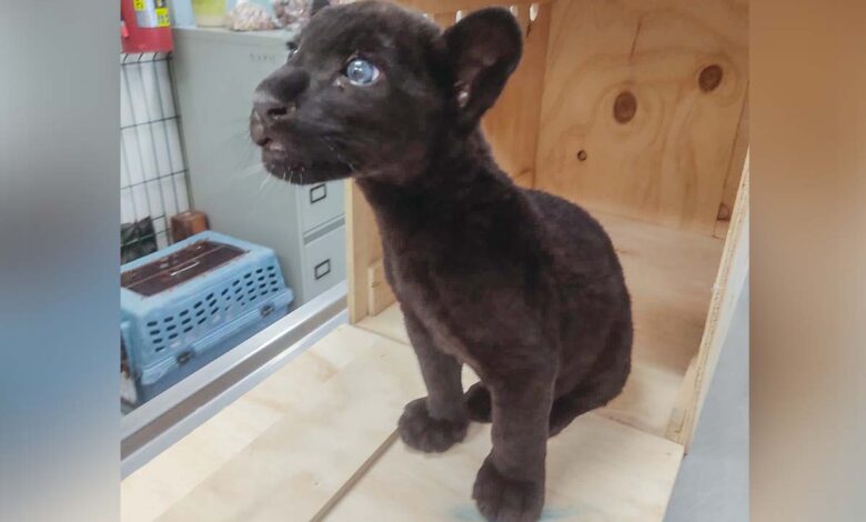 Profepa asegura un jaguar de tres meses de edad en el aeropuerto de Mérida, Yucatán
