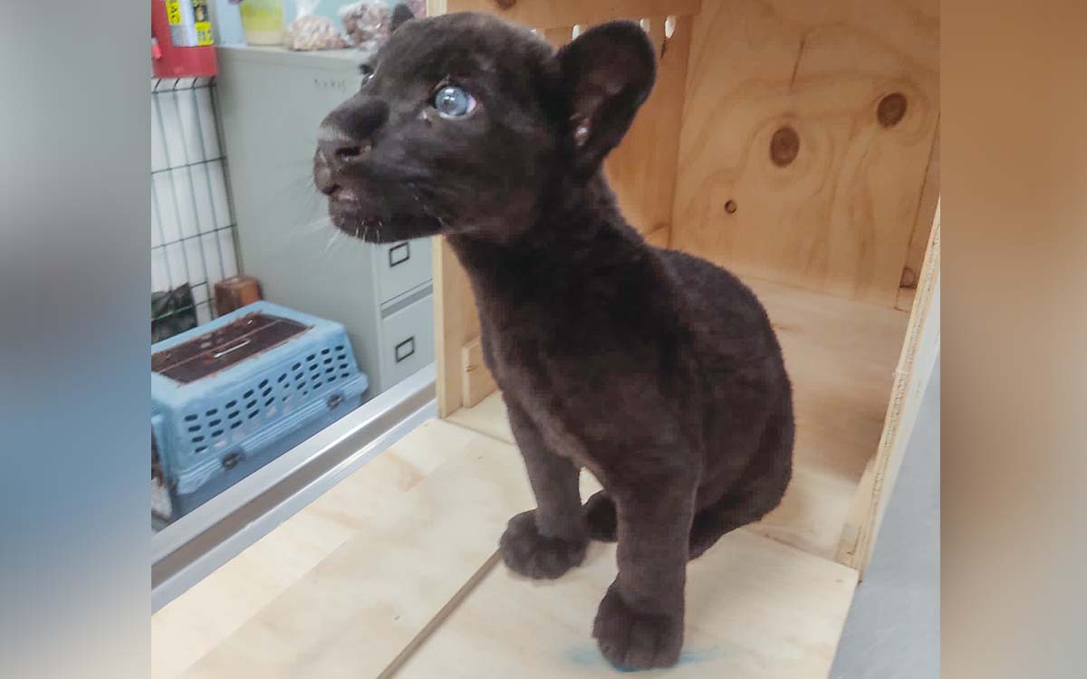Profepa asegura un jaguar de tres meses de edad en el aeropuerto de Mérida, Yucatán