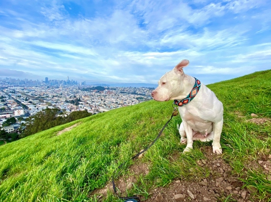 Resumen de TechCrunch+: Conceptos básicos de la tasa de abandono, fraude de BNPL, lista de verificación de IP de recaudación de fondos