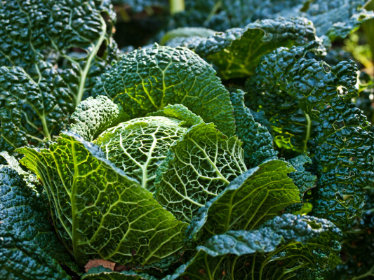 Rise Gardens recauda fondos iniciales para un sistema de jardinería hidropónica de interior