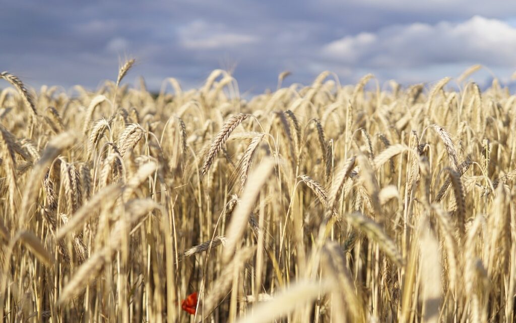 Rusos gastan el 40% de su renta en alimentos: ONU
