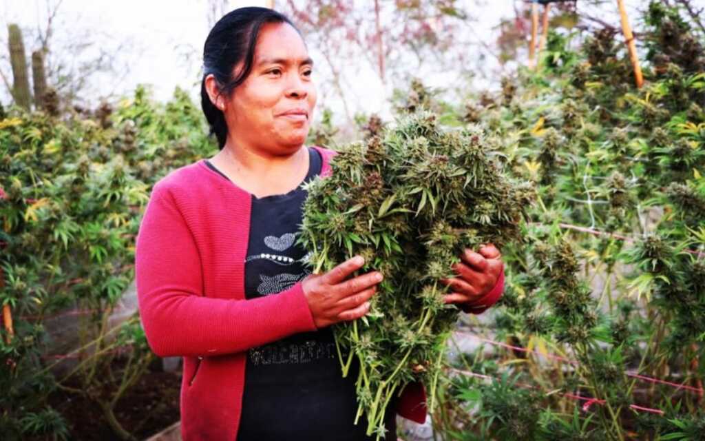 Se pinta libre y de verde el campo oaxaqueño con la siembra de marihuana para uso medicinal