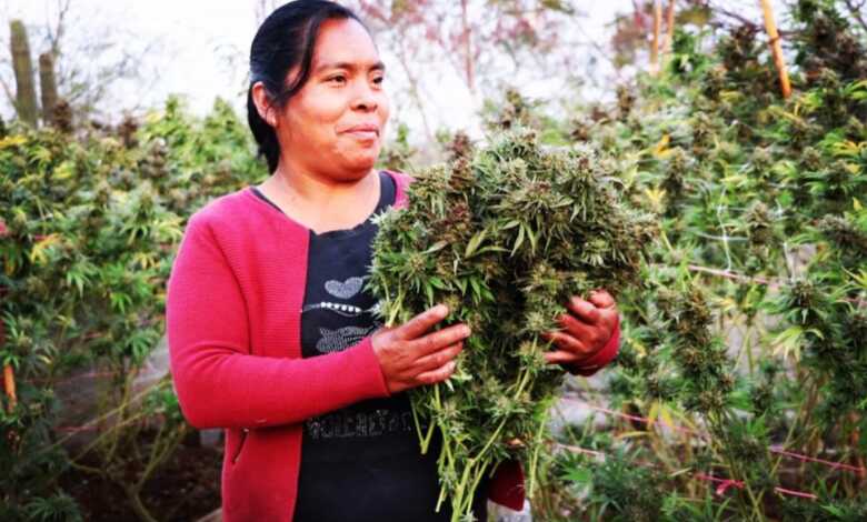 Se pinta libre y de verde el campo oaxaqueño con la siembra de marihuana para uso medicinal