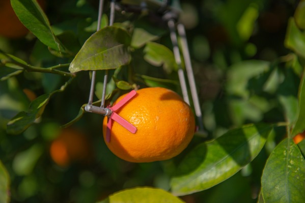 SupPlant es una solución de Internet of Trees que reduce drásticamente las necesidades de riego para cultivos sedientos