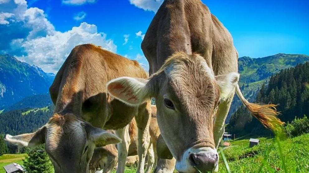 Te descubrimos 7 curiosidades que no sabías de las vacas