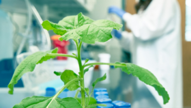 Tiamat Sciences cocina proteínas de origen vegetal para una producción más barata de carne celular