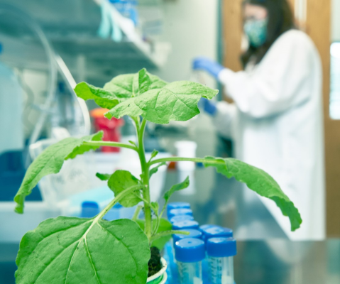 Tiamat Sciences cocina proteínas de origen vegetal para una producción más barata de carne celular