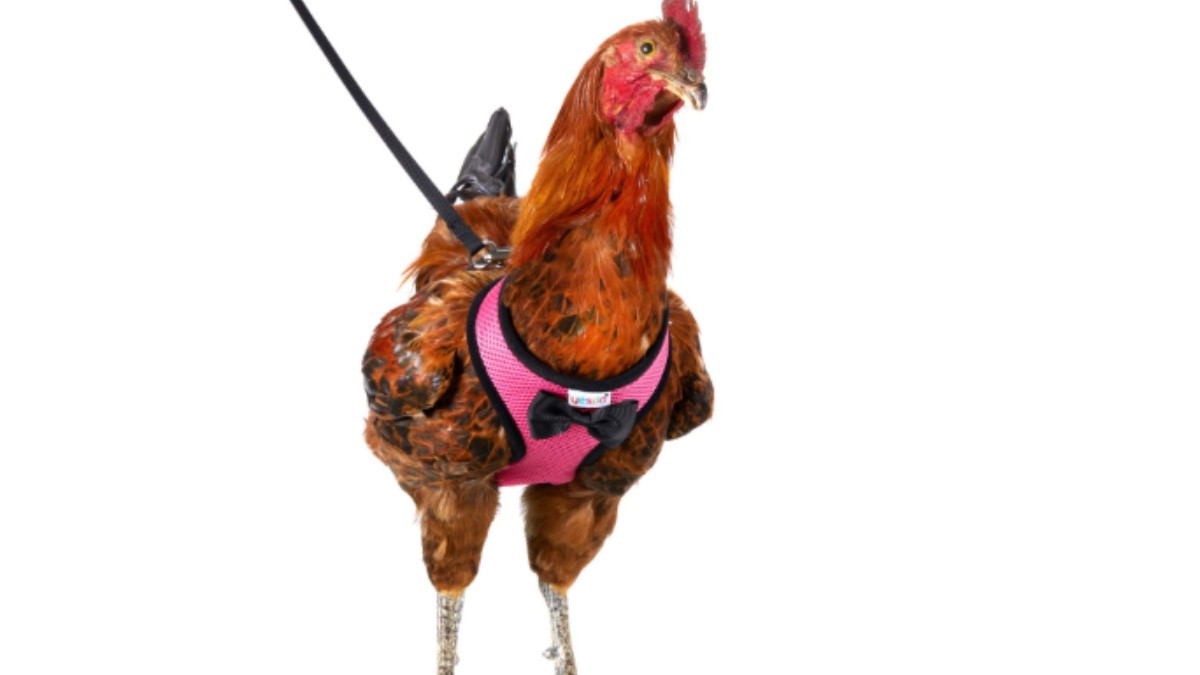 Una empresa vende arneses para pasear gallinas por la ciudad