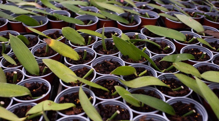 Vanilla Vida quiere que el mundo coma más vainilla natural