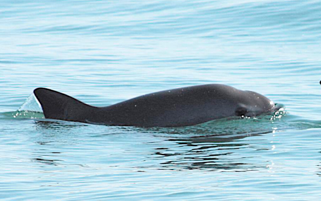 Vaquita marina, al borde del abismo por pesca ilegal en México