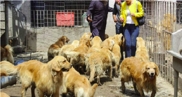 Vendían tacos de perro, hallan “rastro clandestino”; había huesos, cráneos y pieles de perro