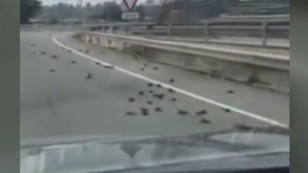 aparecen decenas de pájaros muertos en los alrededores