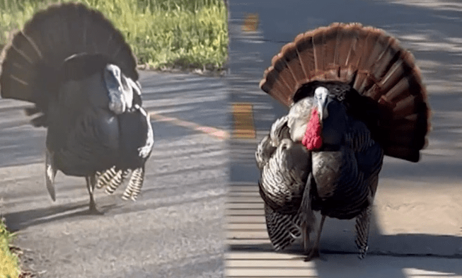 gigantesco pavo salvaje ataca a transeúntes