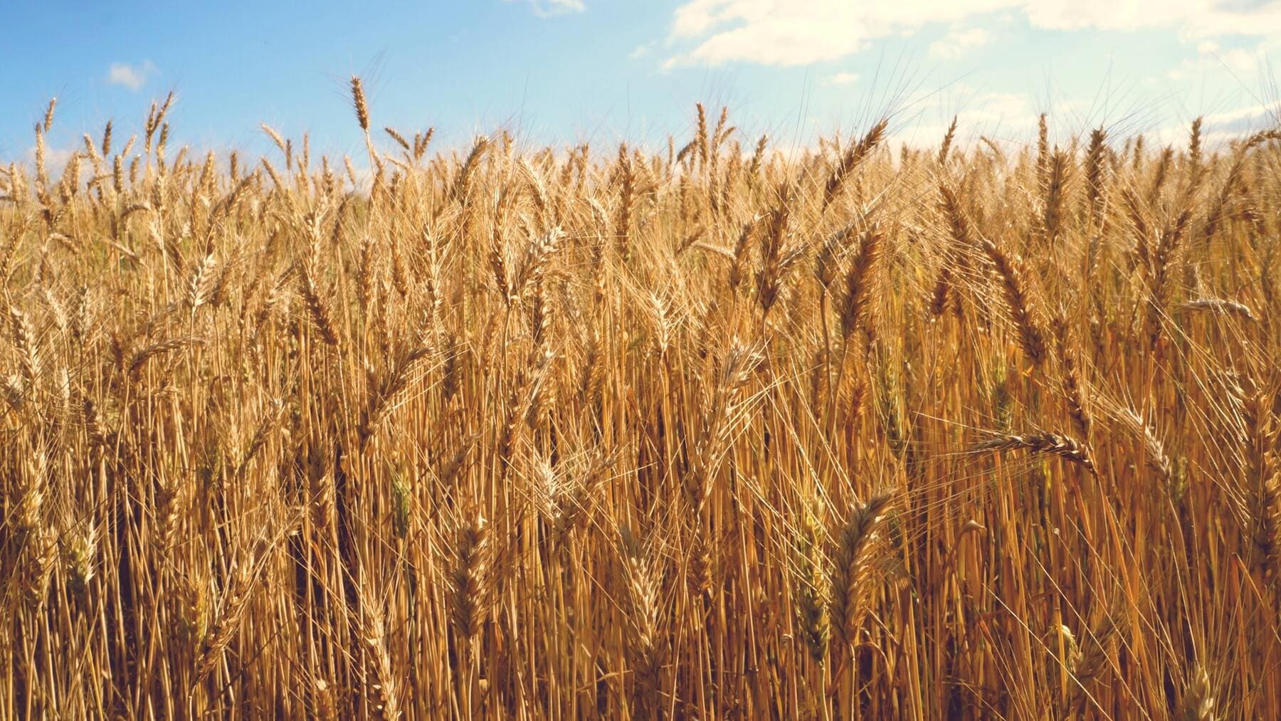 ¿Es lo mismo ser celíaco y tener alergia al trigo?