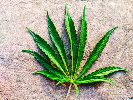 ¿La hierba que estás fumando es lo suficientemente verde?