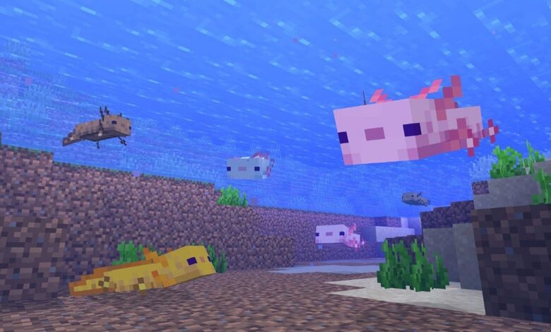 ¿Qué comen los ajolotes en Minecraft?