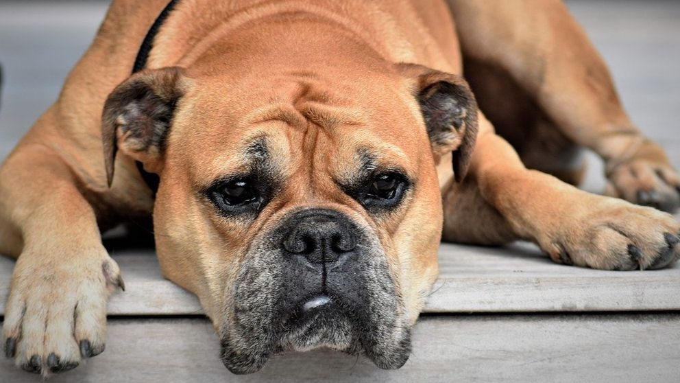 ¿Qué es el coronavirus canino? ¿Se puede transmitir a humanos?