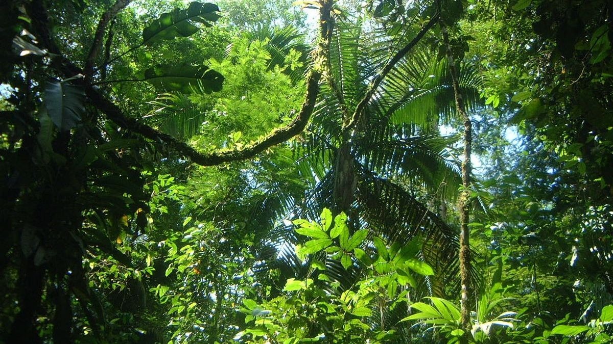 ¿Qué tipos de ecosistemas hay en la Tierra?