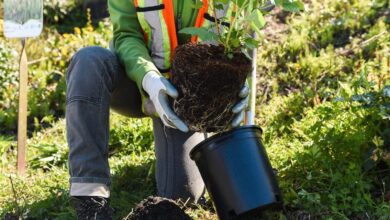 ¿Sabías que Alexa puede plantar árboles por ti? Aquí está cómo hacerlo