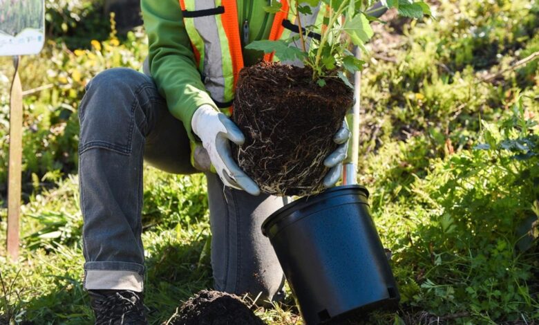 ¿Sabías que Alexa puede plantar árboles por ti? Aquí está cómo hacerlo