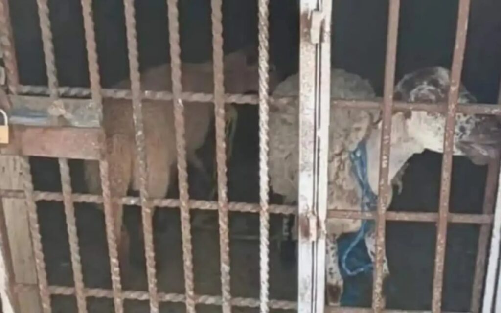 ¡Buenas noticias! Liberan a los dos borregos encarcelados en Oaxaca