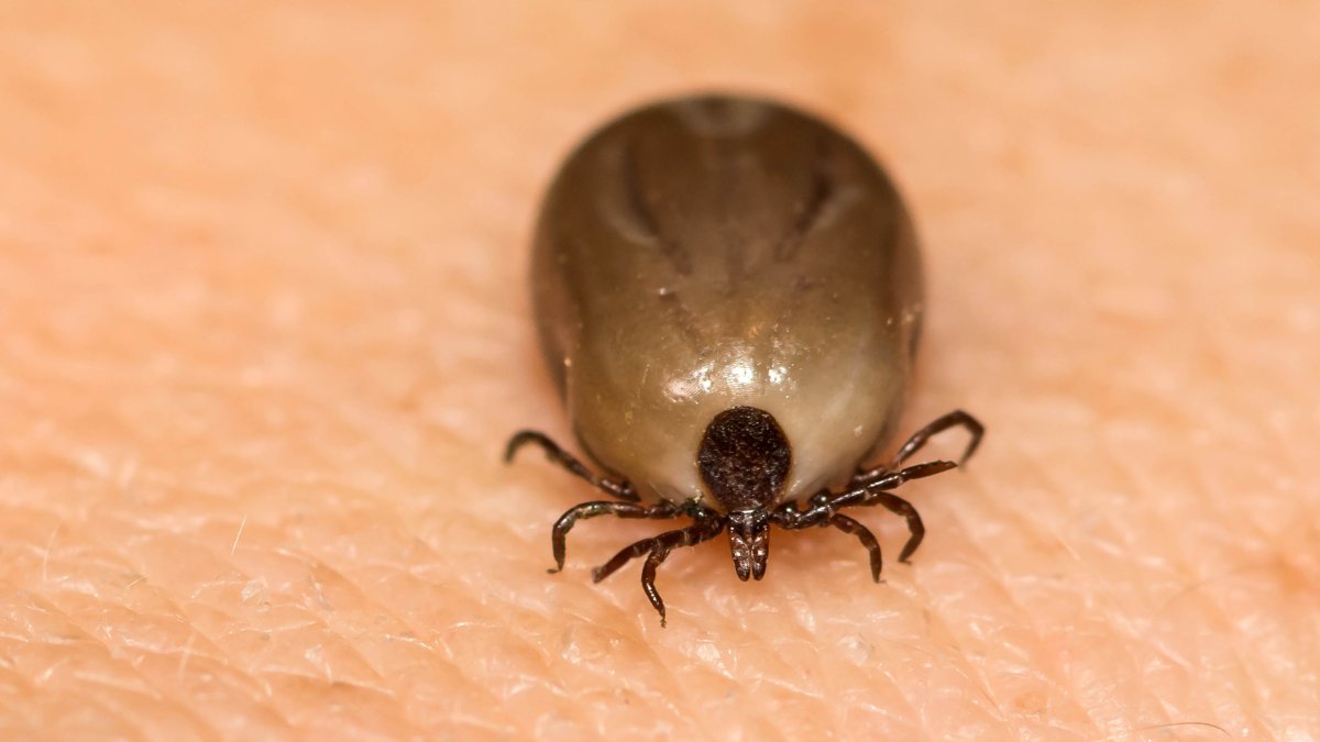 ¿Qué es el virus Powassan? Autoridades piden tomar precauciones