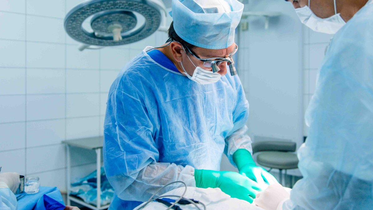 Encuentran virus en el corazón de cerdo usado en trasplante humano