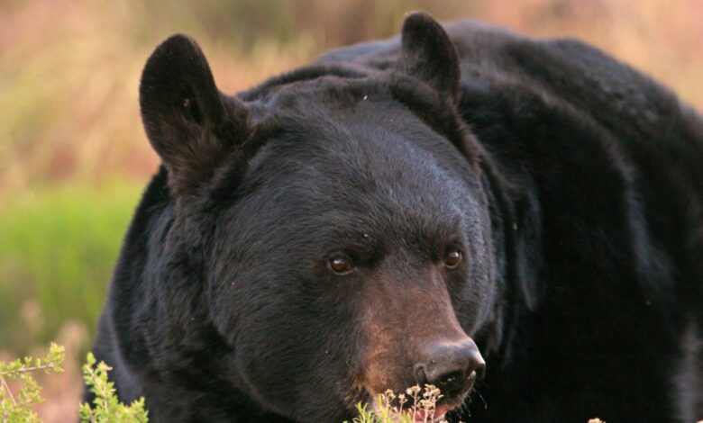 Oso negro deambula cerca de una escuela en el condado Morgan