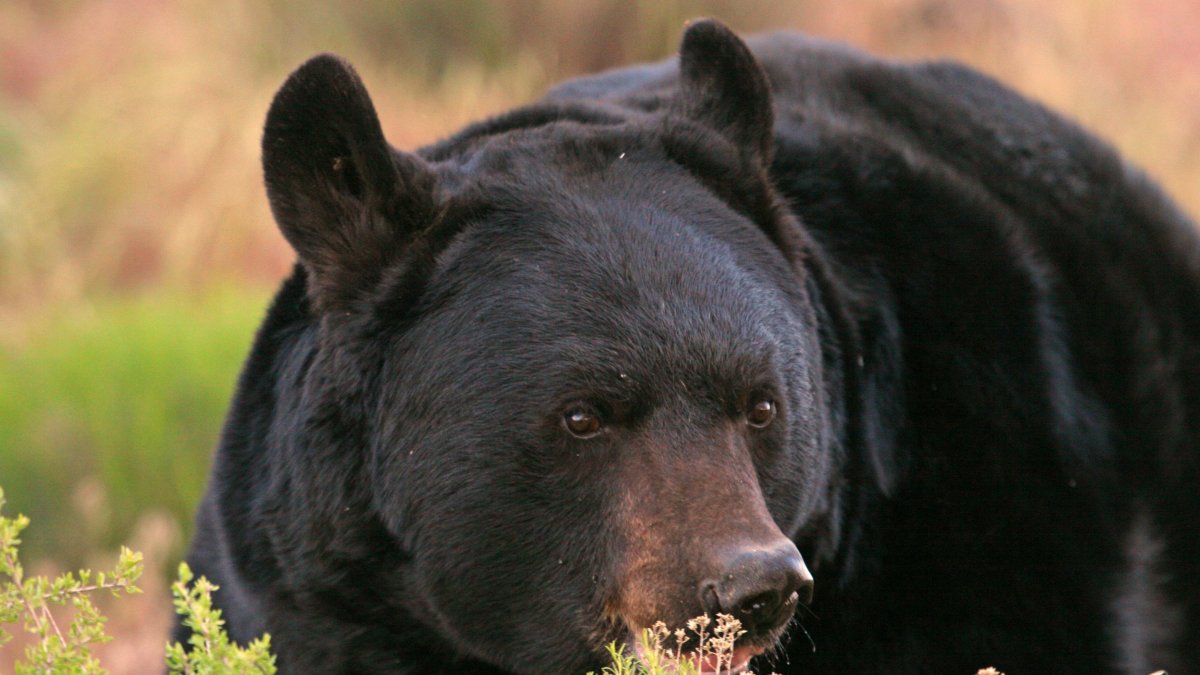 Oso negro deambula cerca de una escuela en el condado Morgan