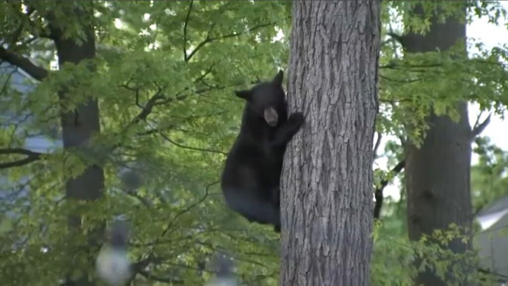 oso trepa a un árbol en vecindario y para bajarlo intentan atraerlo con donas