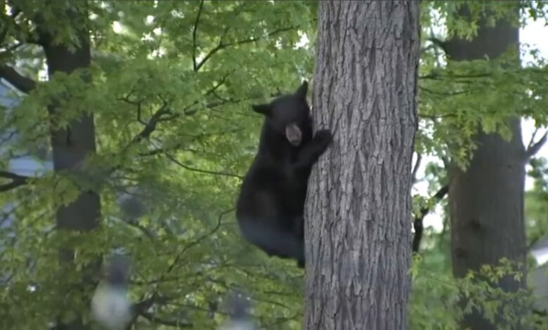 oso trepa a un árbol en vecindario y para bajarlo intentan atraerlo con donas