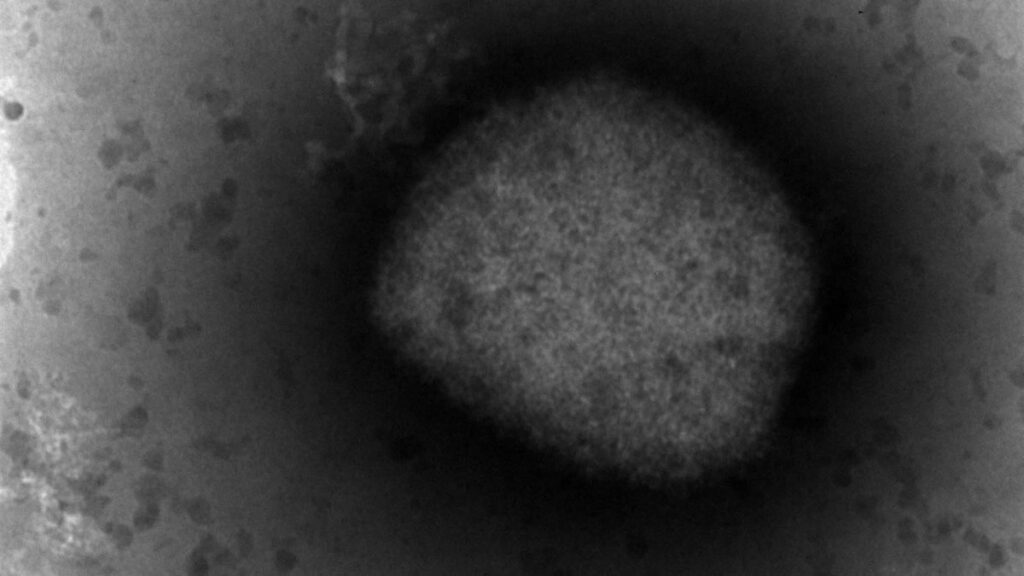 obtienen secuencia completa del virus