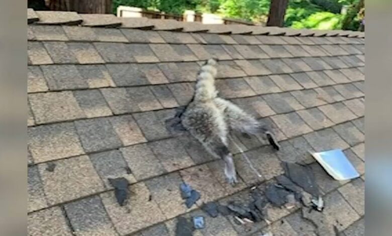 mapache muerde el techo de una casa, abre un hueco y queda atrapada en Santa Cruz