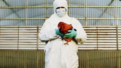 ALERTA | China confirmó el primer contagio humano de gripe aviar H3N8, ¿Cuáles son los síntomas de la nueva enfermedad?