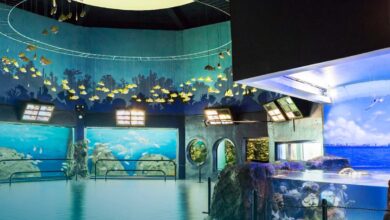 Acuario de Veracruz: una clausura, un manatí muerto y la extinción de un fideicomiso