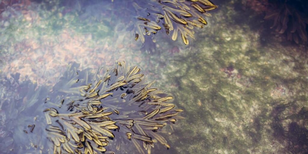 Así es el pequeño ordenador que funciona gracias a la fotosíntesis de algas marinas