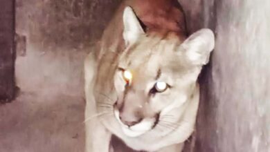 Así fue el rescate de un puma que deambulaba en calles de Tlaxcala