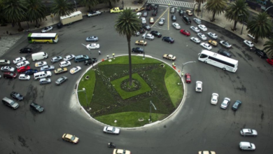 CDMX es hostil para palmeras, hay que elegir especies nativas: bióloga UNAM