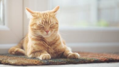 COVID fue lo mejor para Kitty, ya que las aplicaciones de seguros para mascotas están en auge